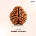 3 Mukhi Lab Tested Certified Rudraksha