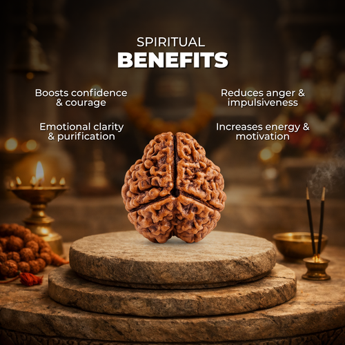 3 Mukhi Lab Tested Certified Rudraksha