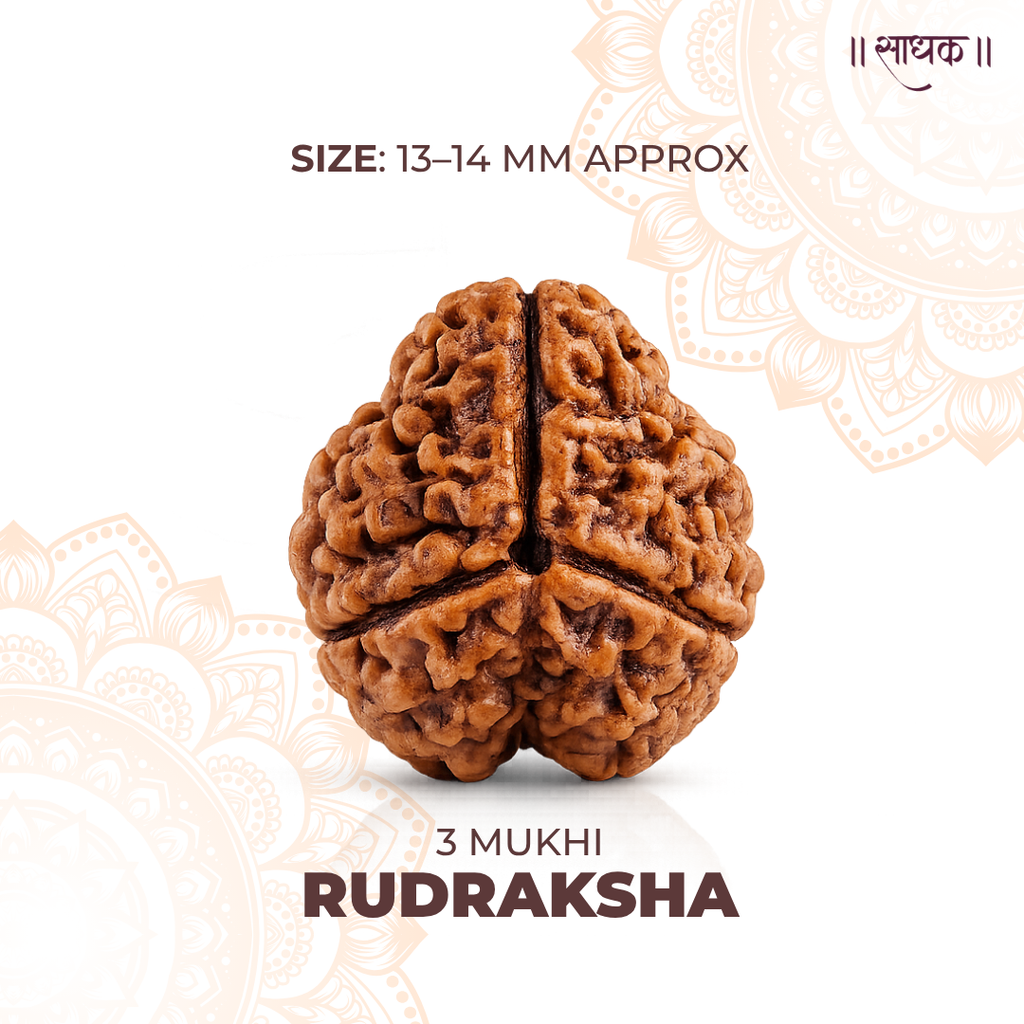 3 Mukhi Lab Tested Certified Rudraksha