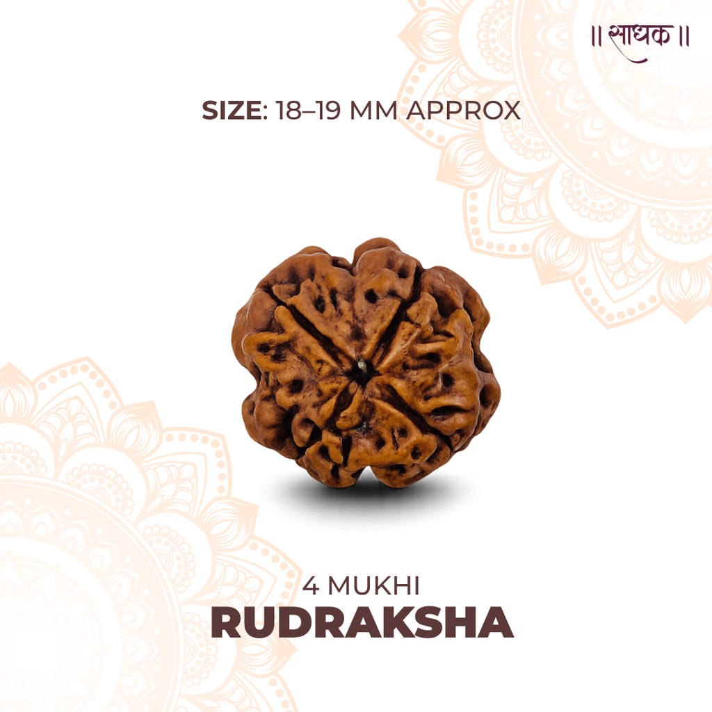 4 Mukhi Lab Tested Certified Rudraksha