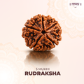 5 Mukhi Lab Tested Certified Rudraksha
