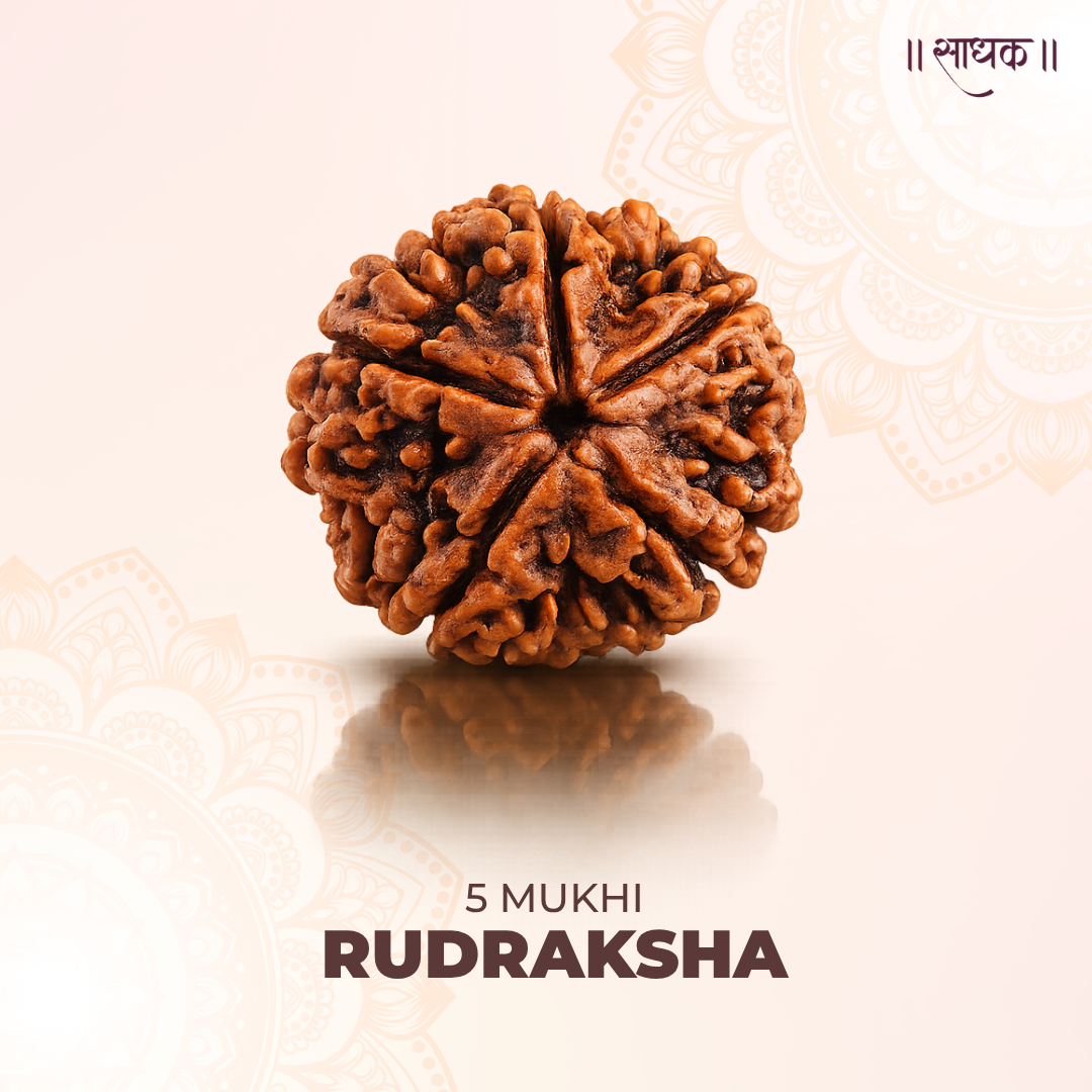 5 Mukhi Lab Tested Certified Rudraksha