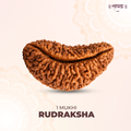 1 Mukhi Lab Tested Certified Rudraksha