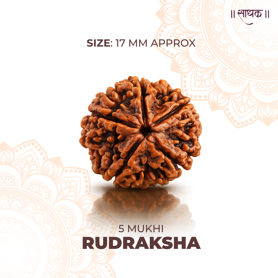 5 Mukhi Lab Tested Certified Rudraksha