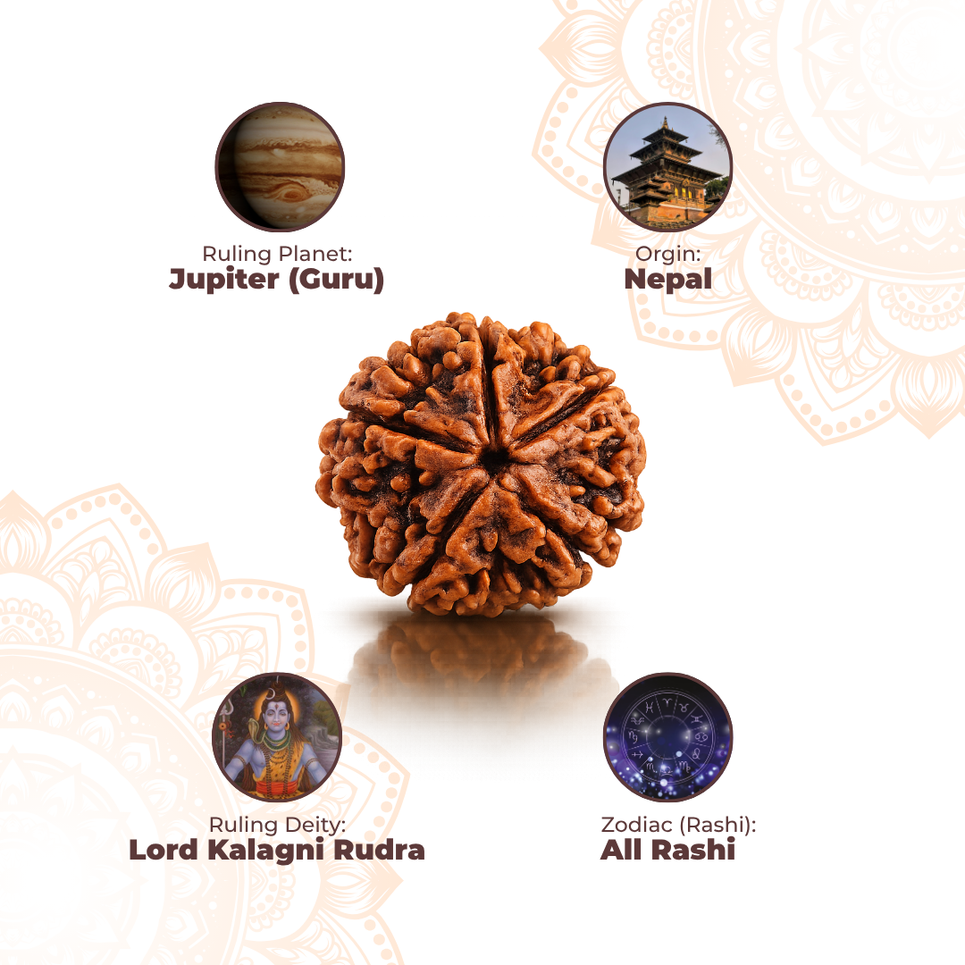 5 Mukhi Lab Tested Certified Rudraksha