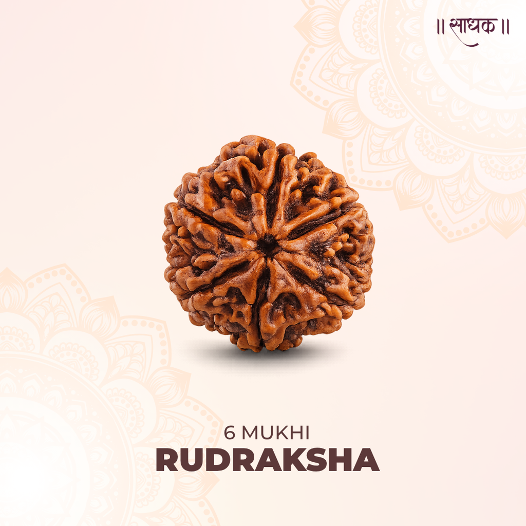 6 Mukhi Lab Tested Certified Rudraksha
