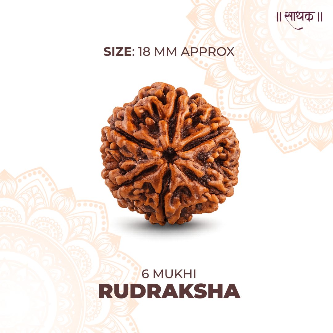 6 Mukhi Lab Tested Certified Rudraksha