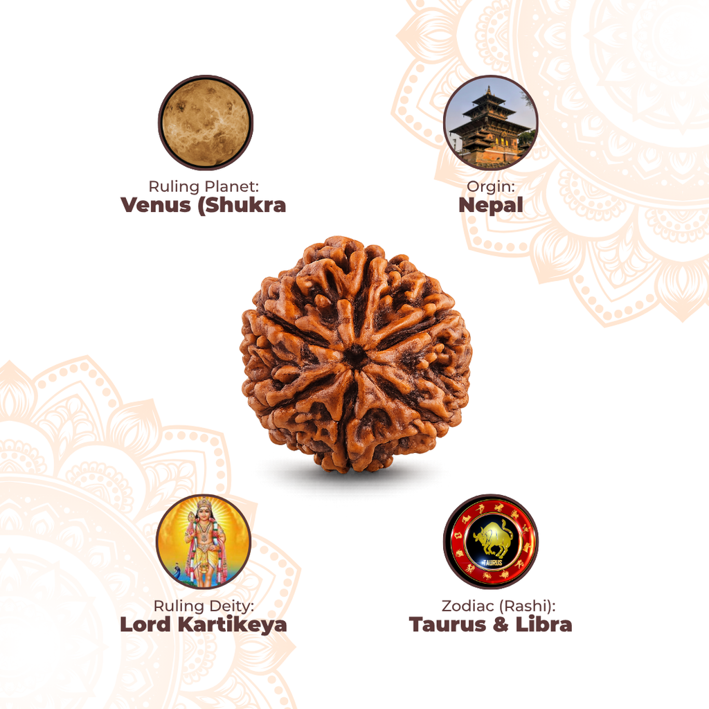 6 Mukhi Lab Tested Certified Rudraksha