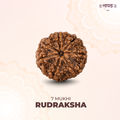 7 Mukhi Lab Tested Certified Rudraksha