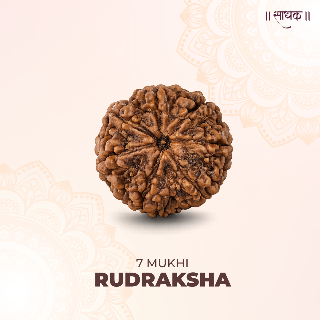 7 Mukhi Lab Tested Certified Rudraksha