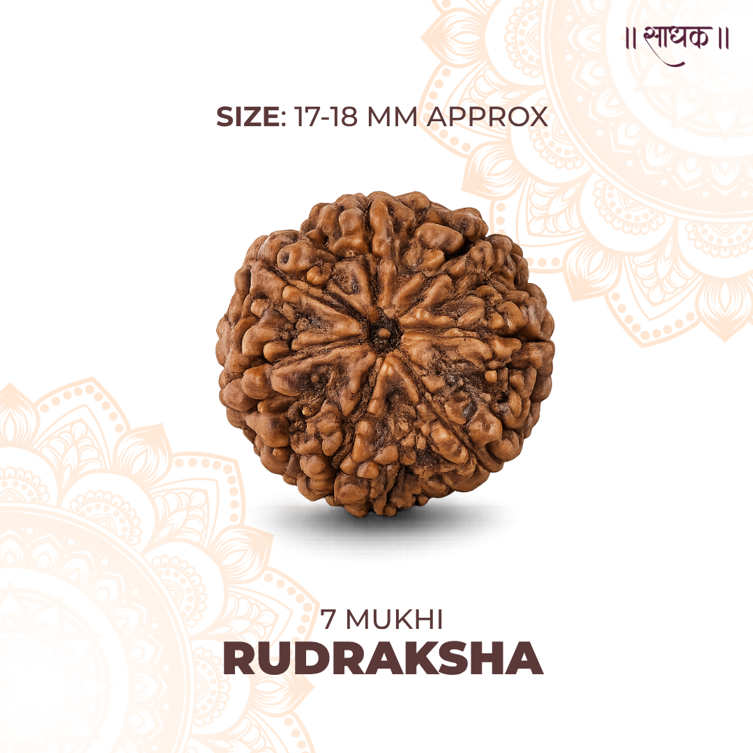 7 Mukhi Lab Tested Certified Rudraksha