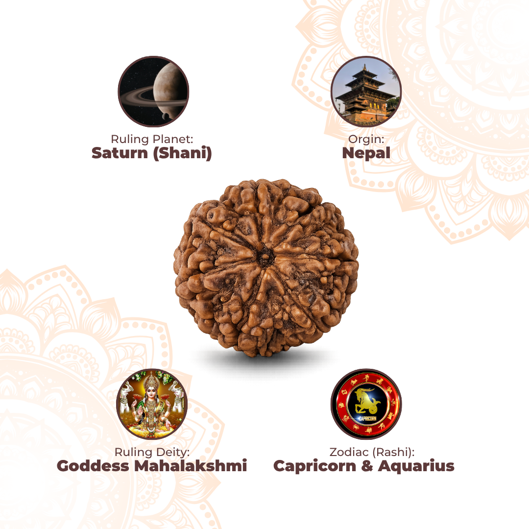 7 Mukhi Lab Tested Certified Rudraksha