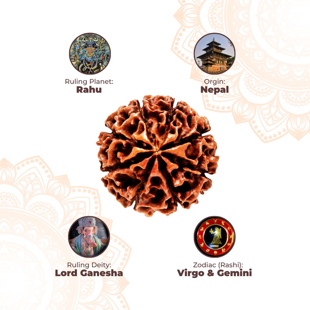 8 Mukhi Lab Tested Certified Rudraksha