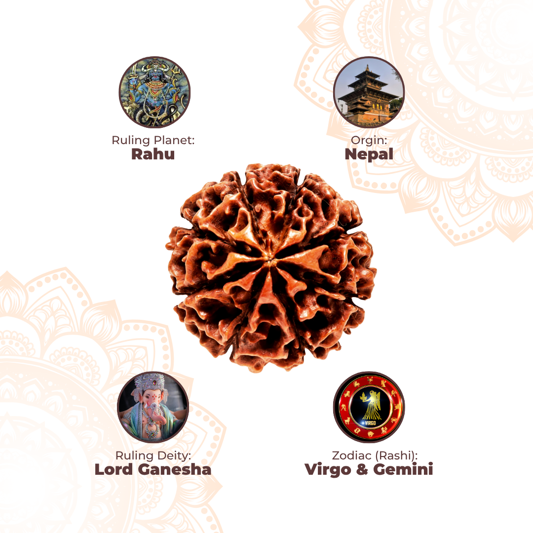 8 Mukhi Lab Tested Certified Rudraksha