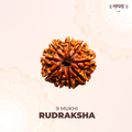 9 Mukhi Lab Tested Certified Rudraksha