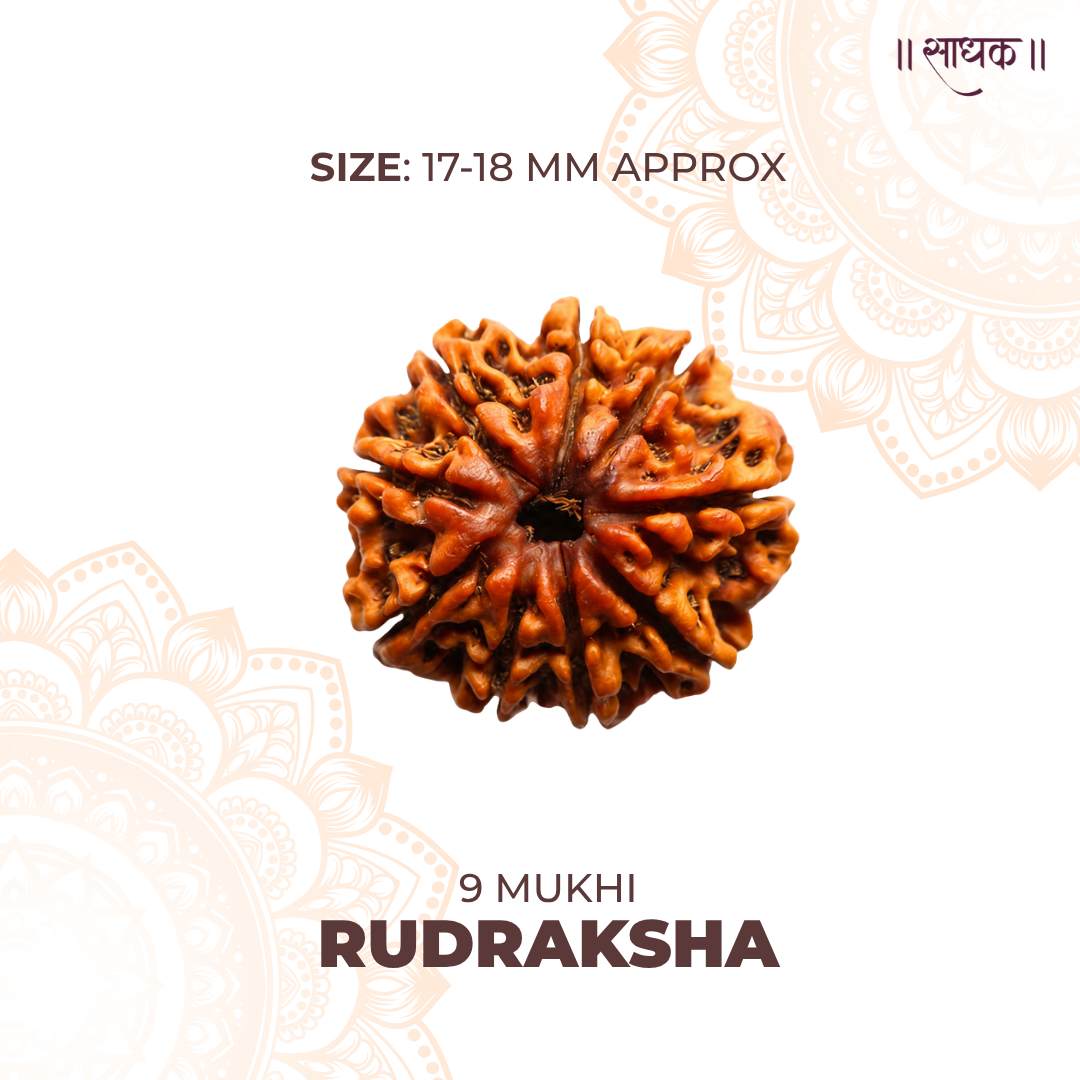 9 Mukhi Lab Tested Certified Rudraksha