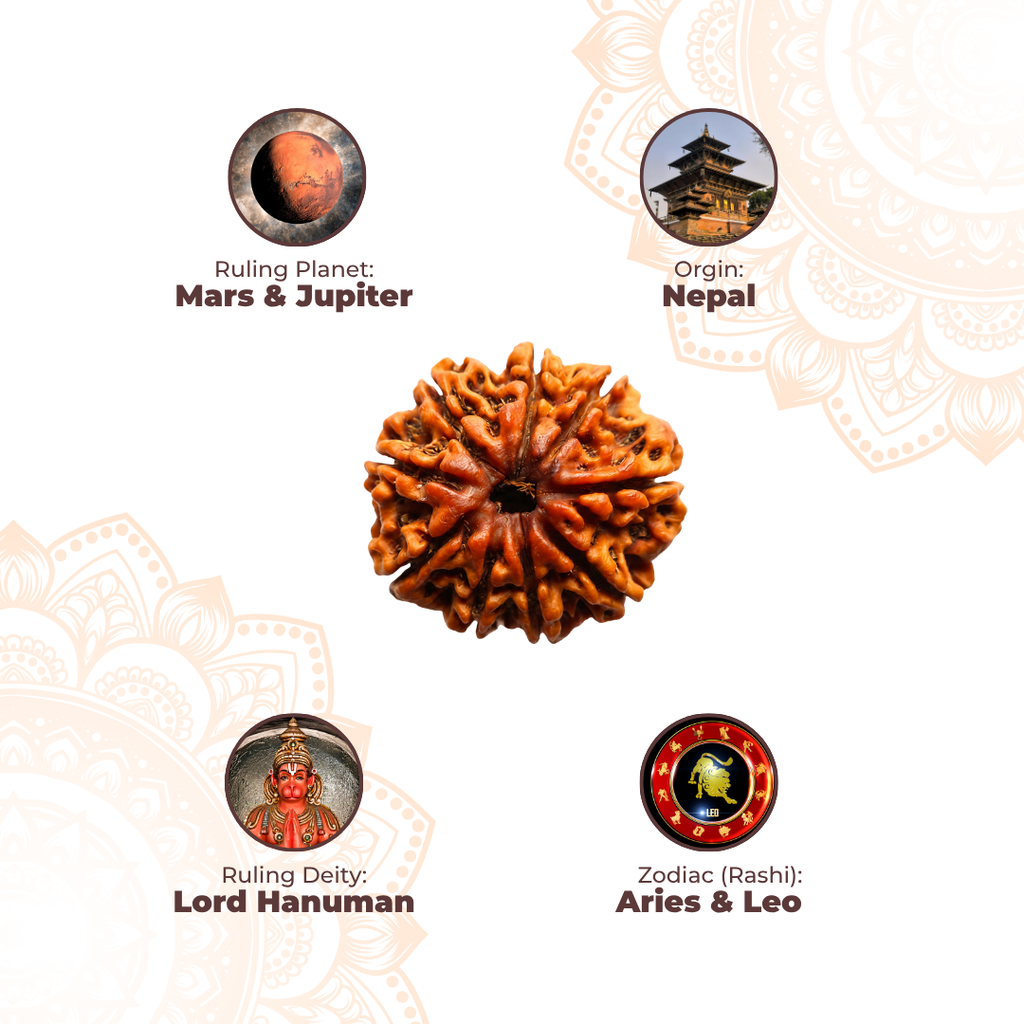9 Mukhi Lab Tested Certified Rudraksha