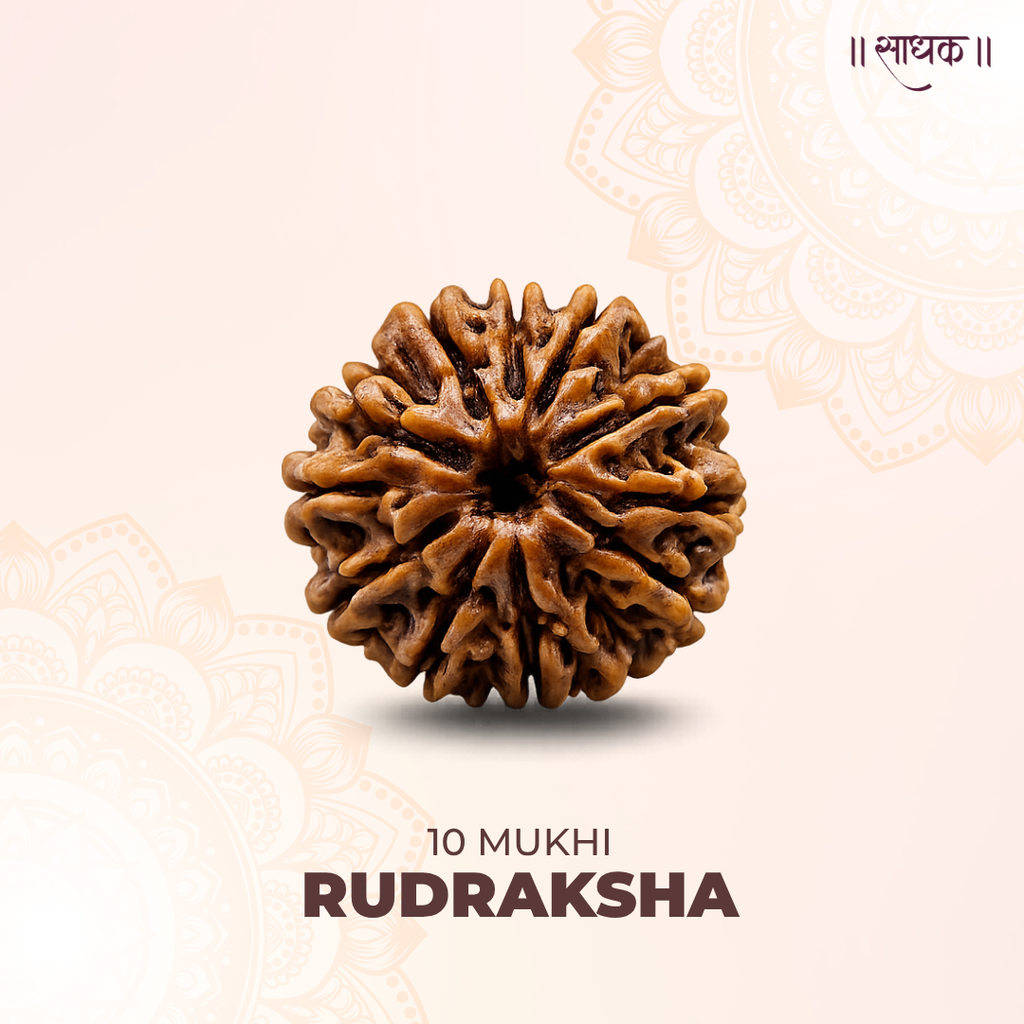 10 Mukhi Lab Tested Certified Rudraksha