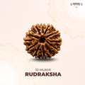 10 Mukhi Lab Tested Certified Rudraksha
