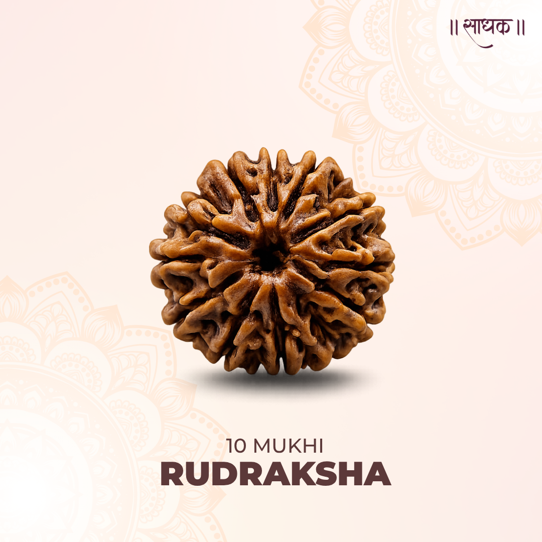 10 Mukhi Lab Tested Certified Rudraksha