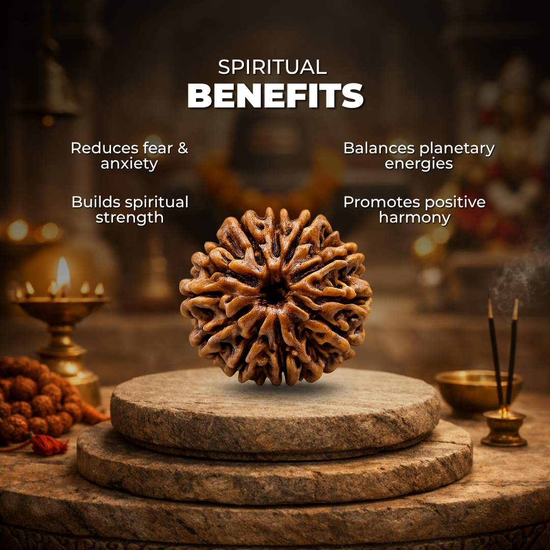 10 Mukhi Lab Tested Certified Rudraksha