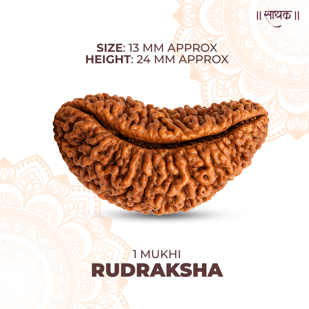 1 Mukhi Lab Tested Certified Rudraksha