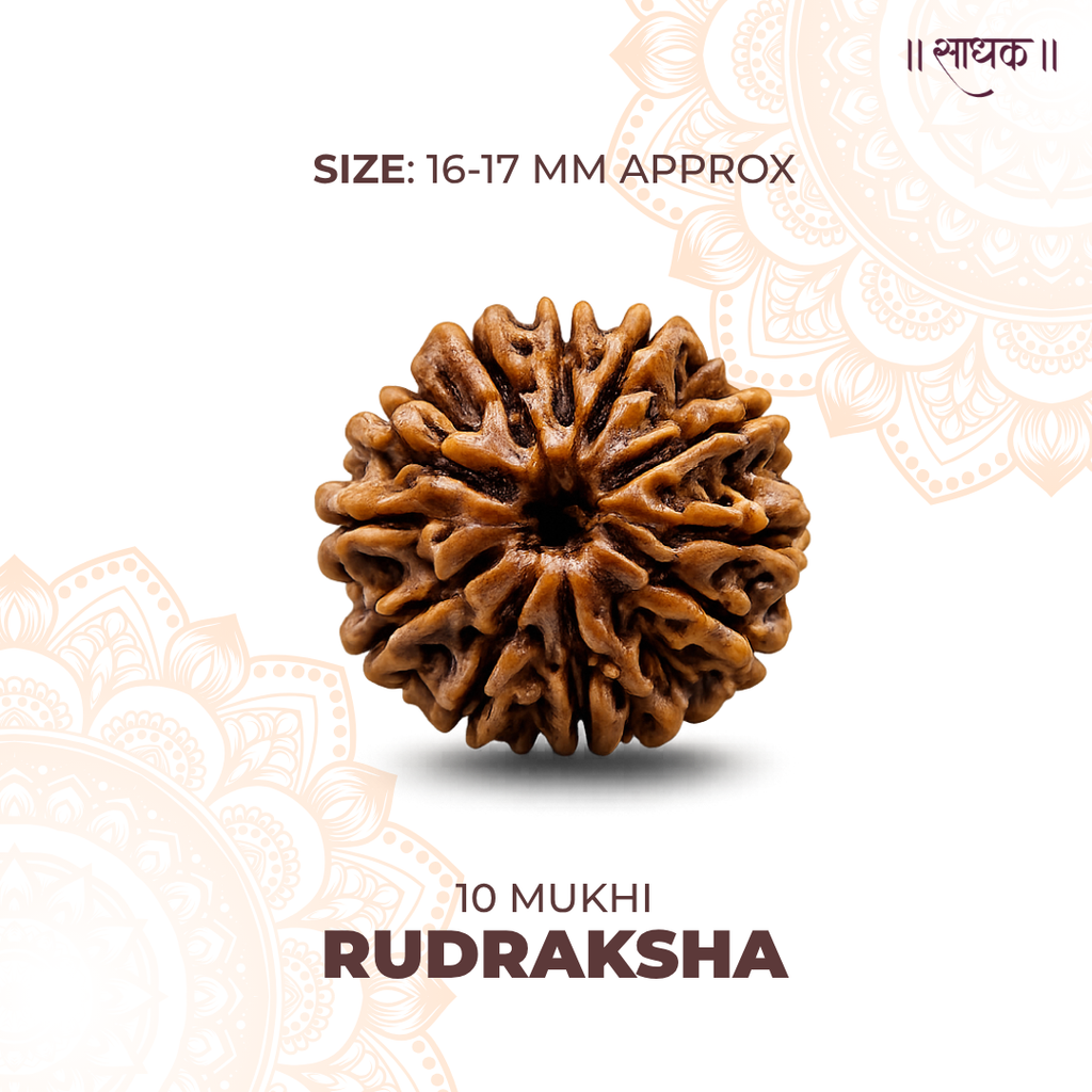 10 Mukhi Lab Tested Certified Rudraksha