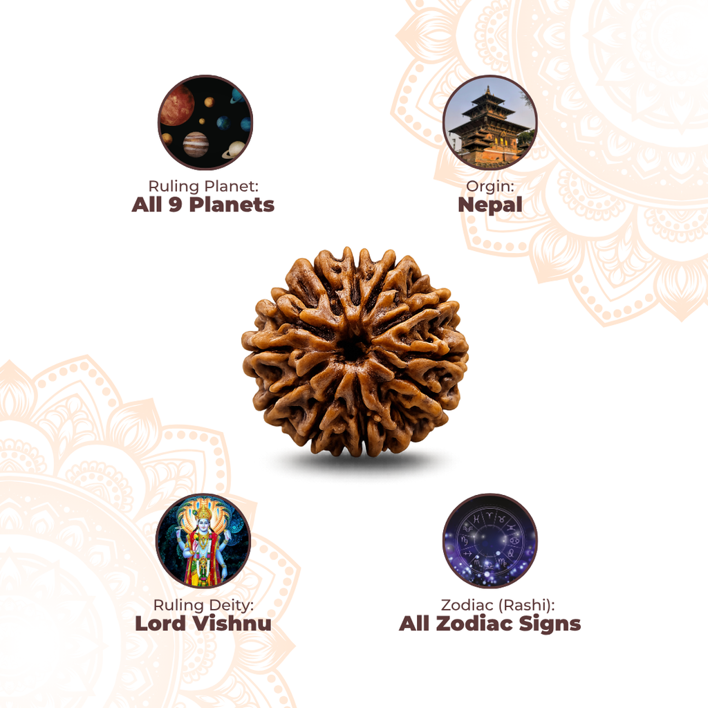 10 Mukhi Lab Tested Certified Rudraksha