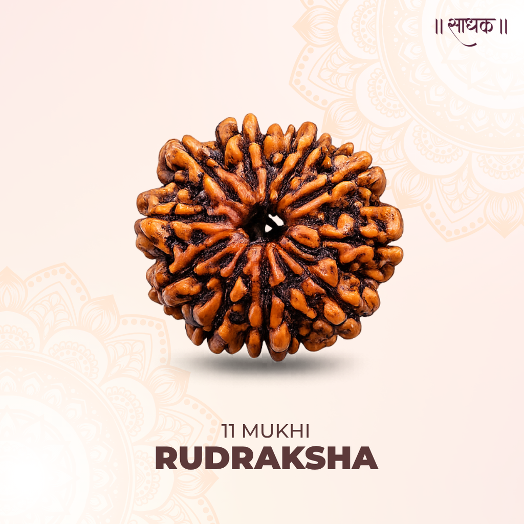11 Mukhi Lab Tested Certified Rudraksha