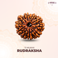 11 Mukhi Lab Tested Certified Rudraksha