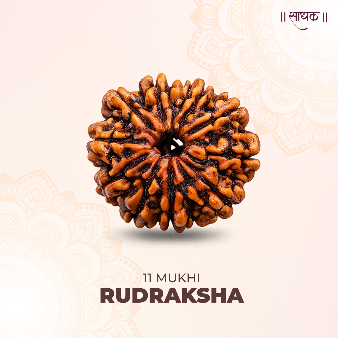 11 Mukhi Lab Tested Certified Rudraksha