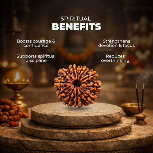 11 Mukhi Lab Tested Certified Rudraksha
