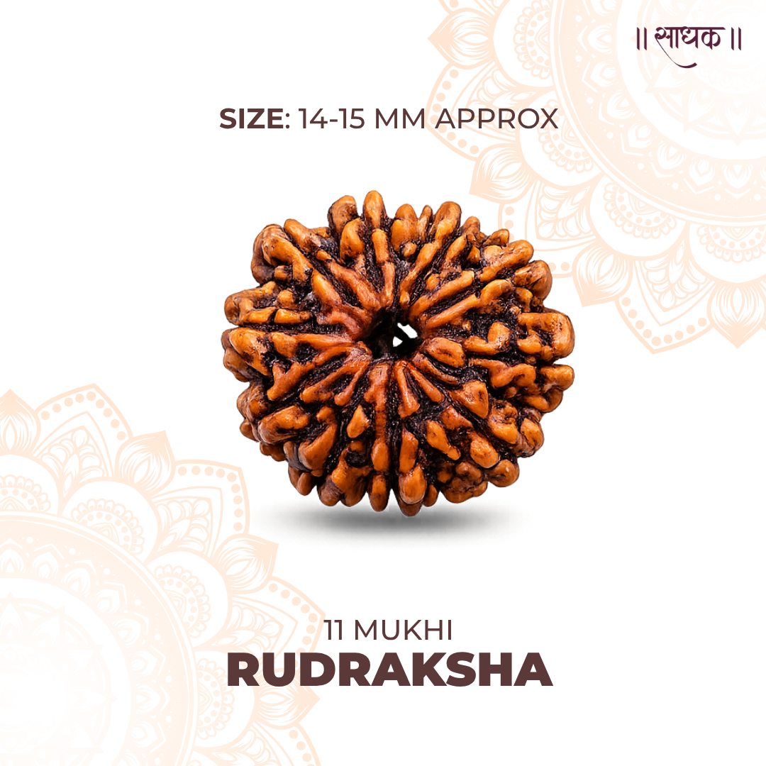 11 Mukhi Lab Tested Certified Rudraksha
