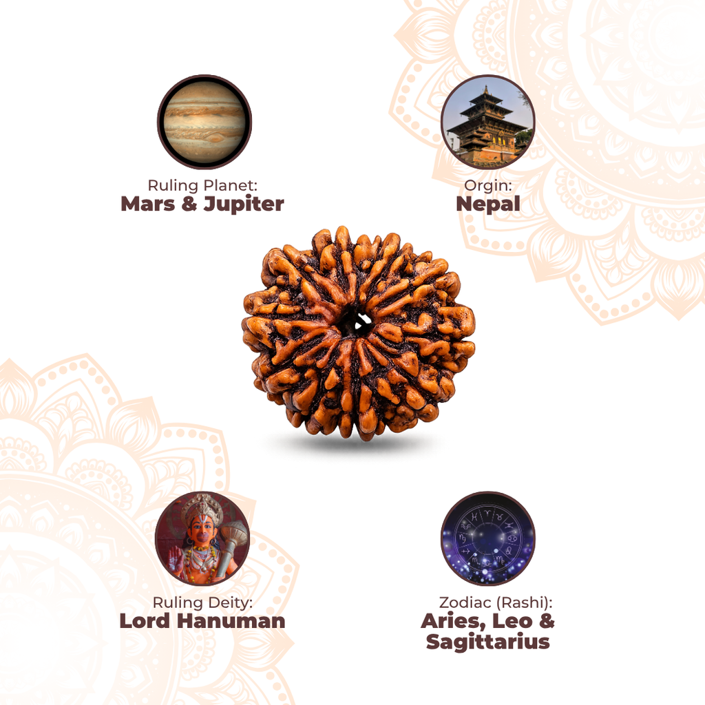 11 Mukhi Lab Tested Certified Rudraksha