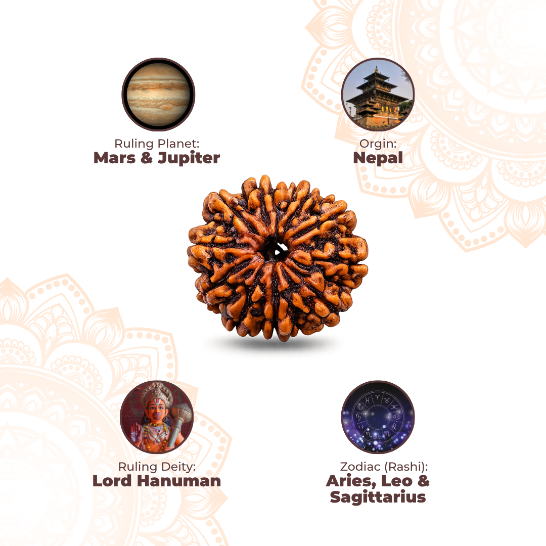 11 Mukhi Lab Tested Certified Rudraksha