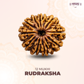 12 Mukhi Lab Tested Certified Rudraksha