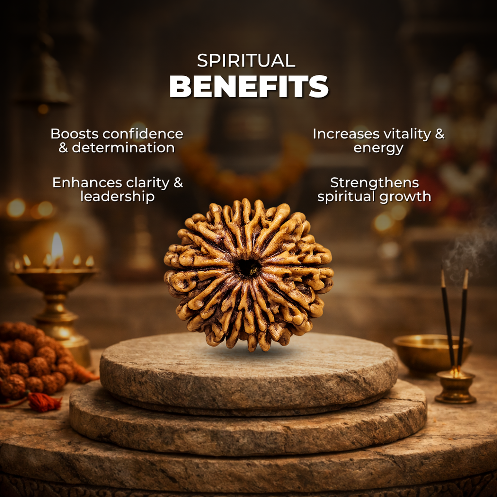 12 Mukhi Lab Tested Certified Rudraksha