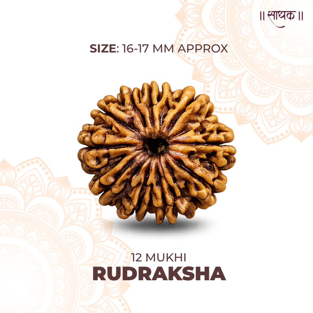 12 Mukhi Lab Tested Certified Rudraksha