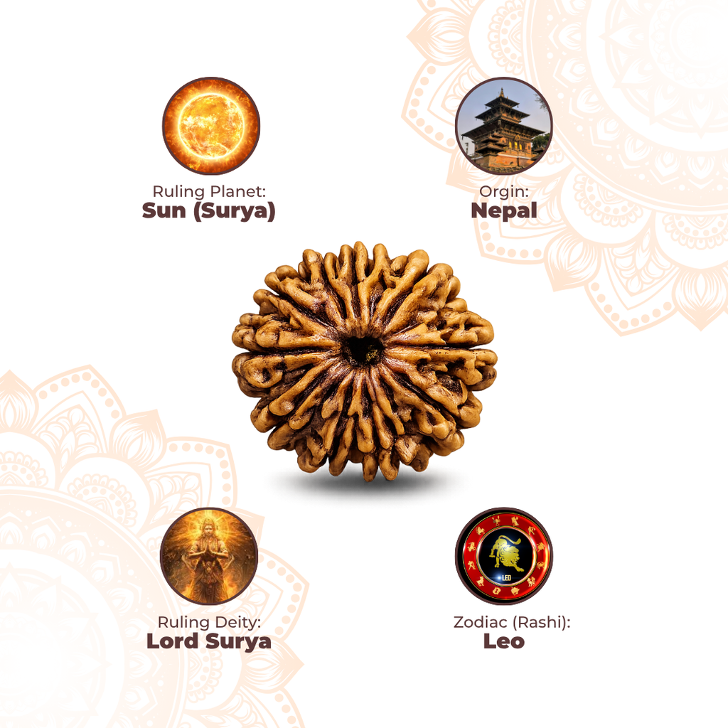12 Mukhi Lab Tested Certified Rudraksha