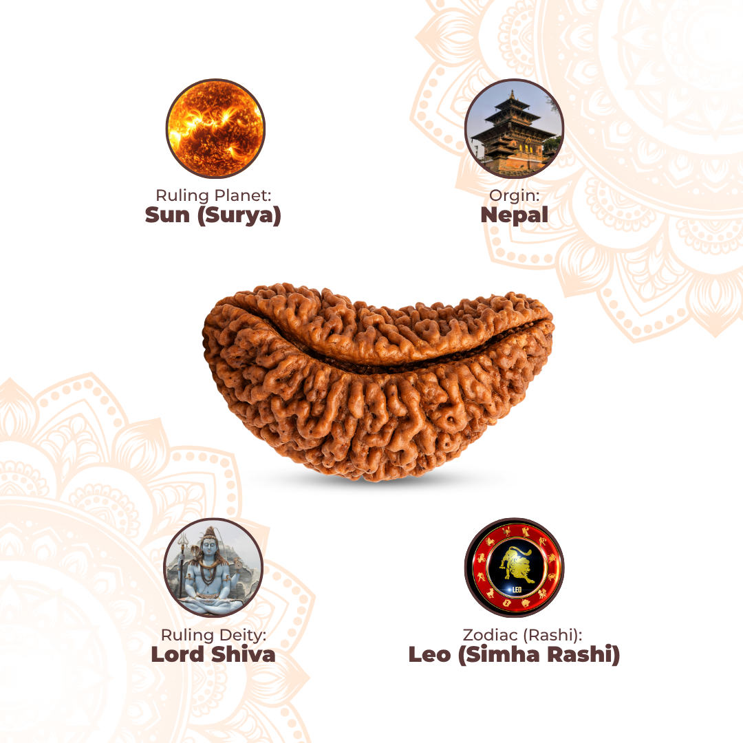 1 Mukhi Lab Tested Certified Rudraksha