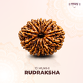 13 Mukhi Lab Tested Certified Rudraksha