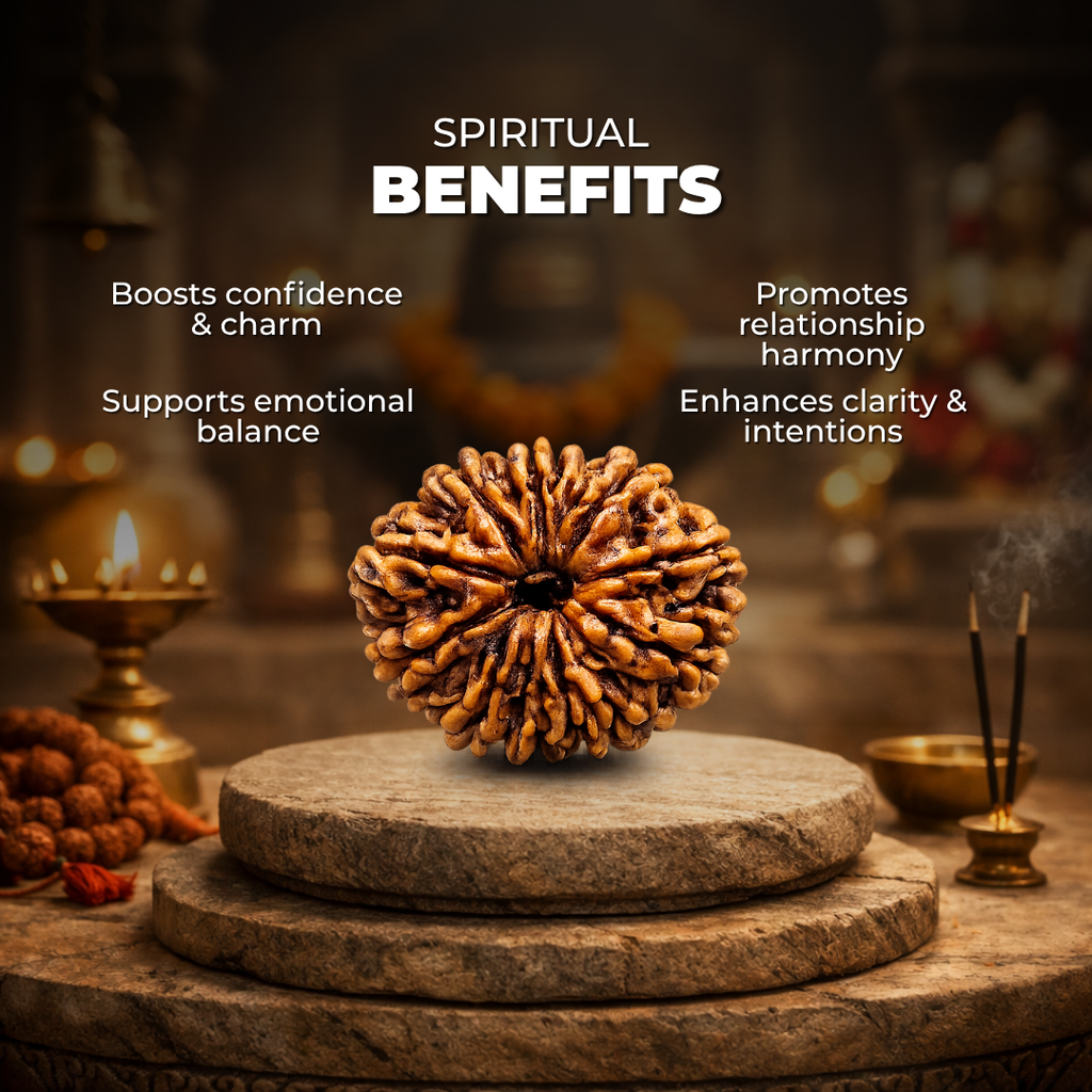 13 Mukhi Lab Tested Certified Rudraksha