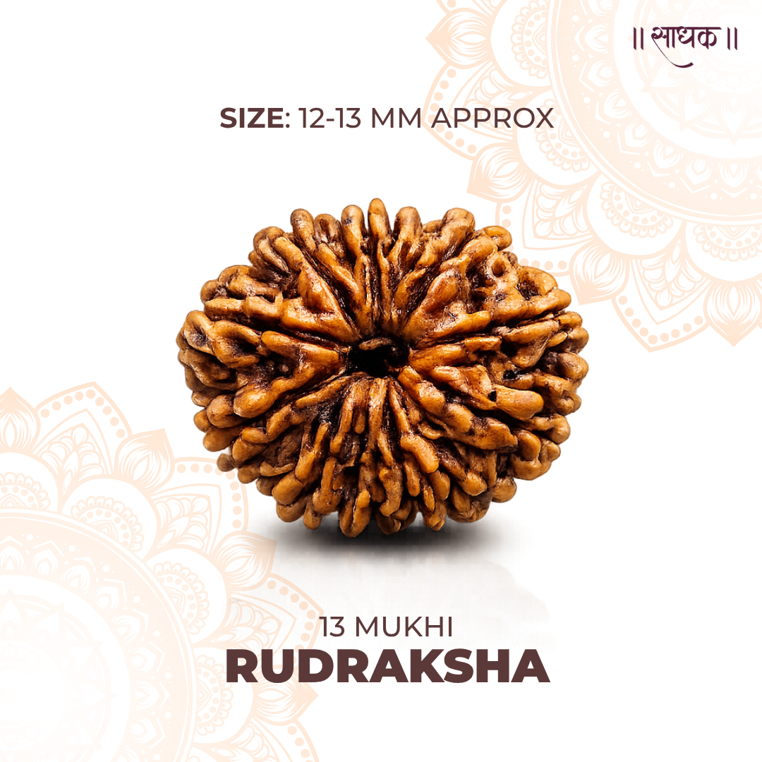 13 Mukhi Lab Tested Certified Rudraksha