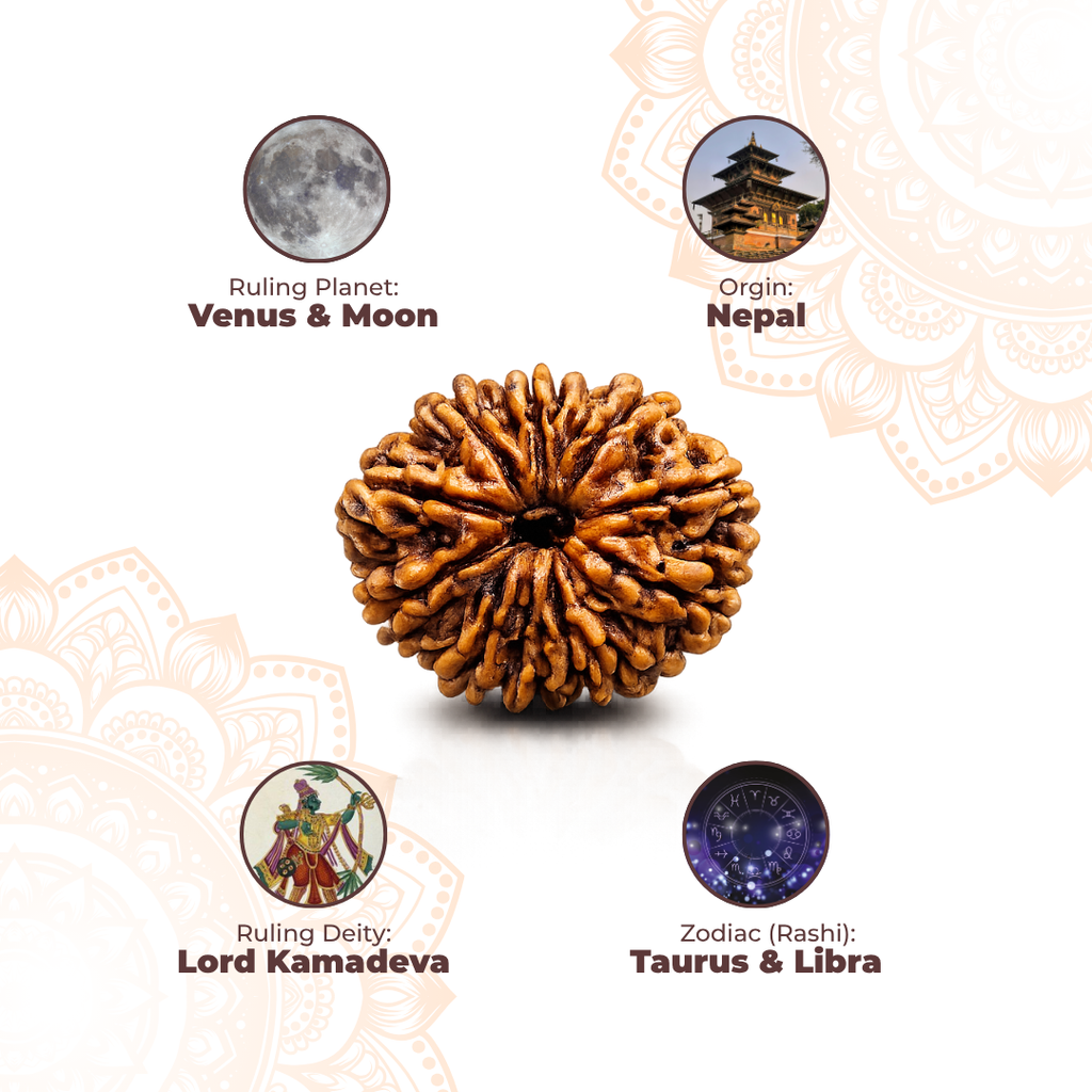 13 Mukhi Lab Tested Certified Rudraksha