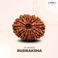 14 Mukhi Lab Tested Certified Rudraksha