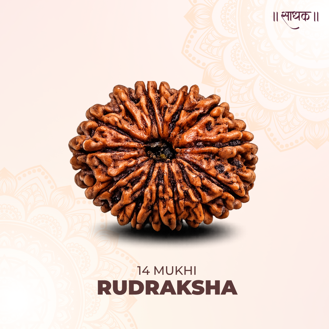 14 Mukhi Lab Tested Certified Rudraksha
