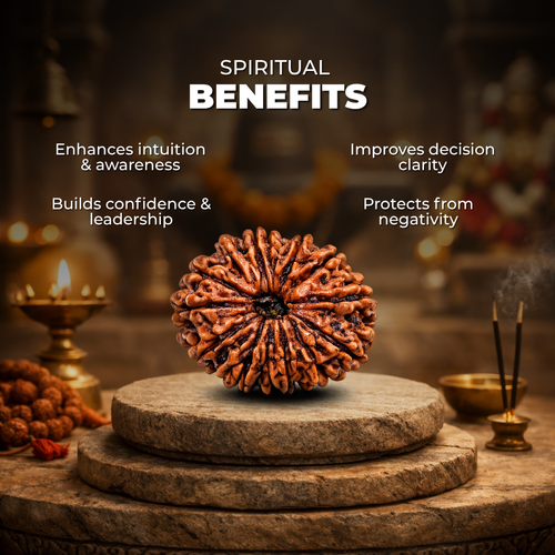 14 Mukhi Lab Tested Certified Rudraksha