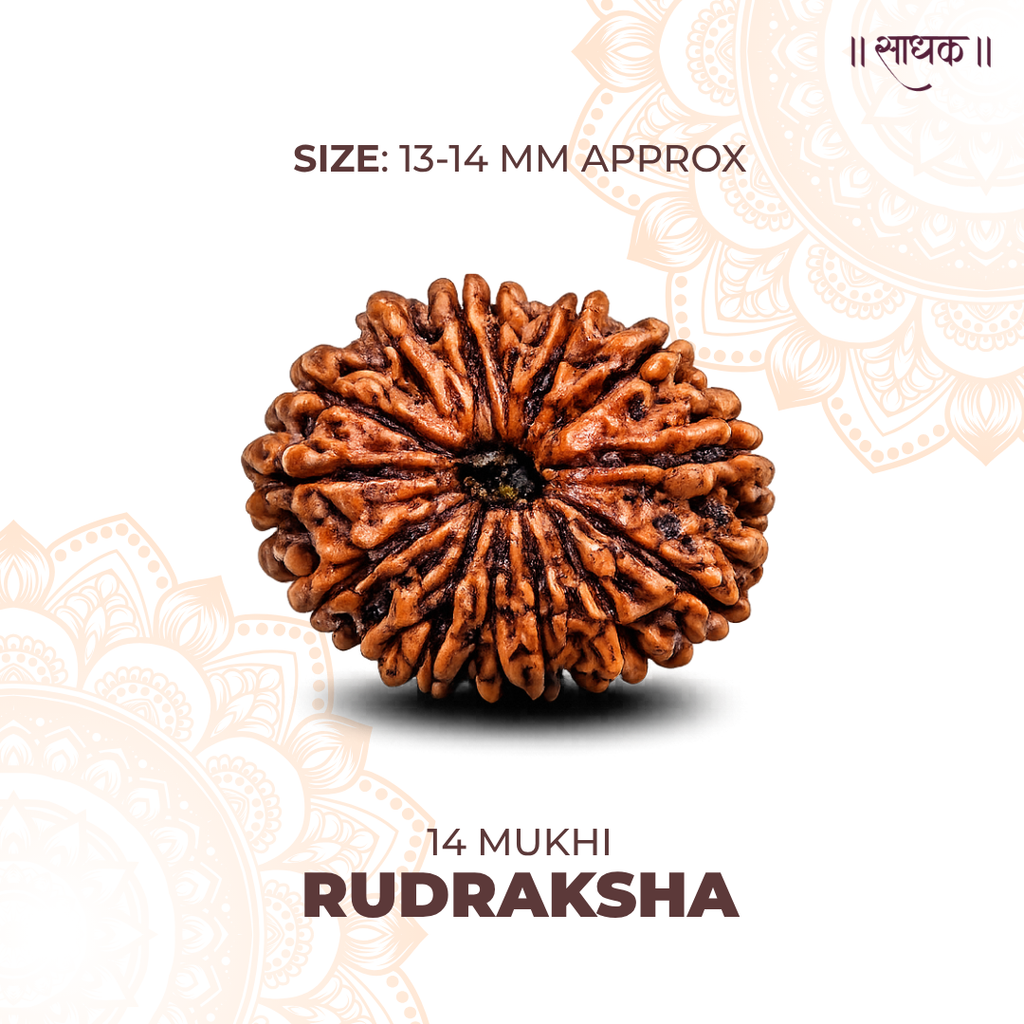 14 Mukhi Lab Tested Certified Rudraksha