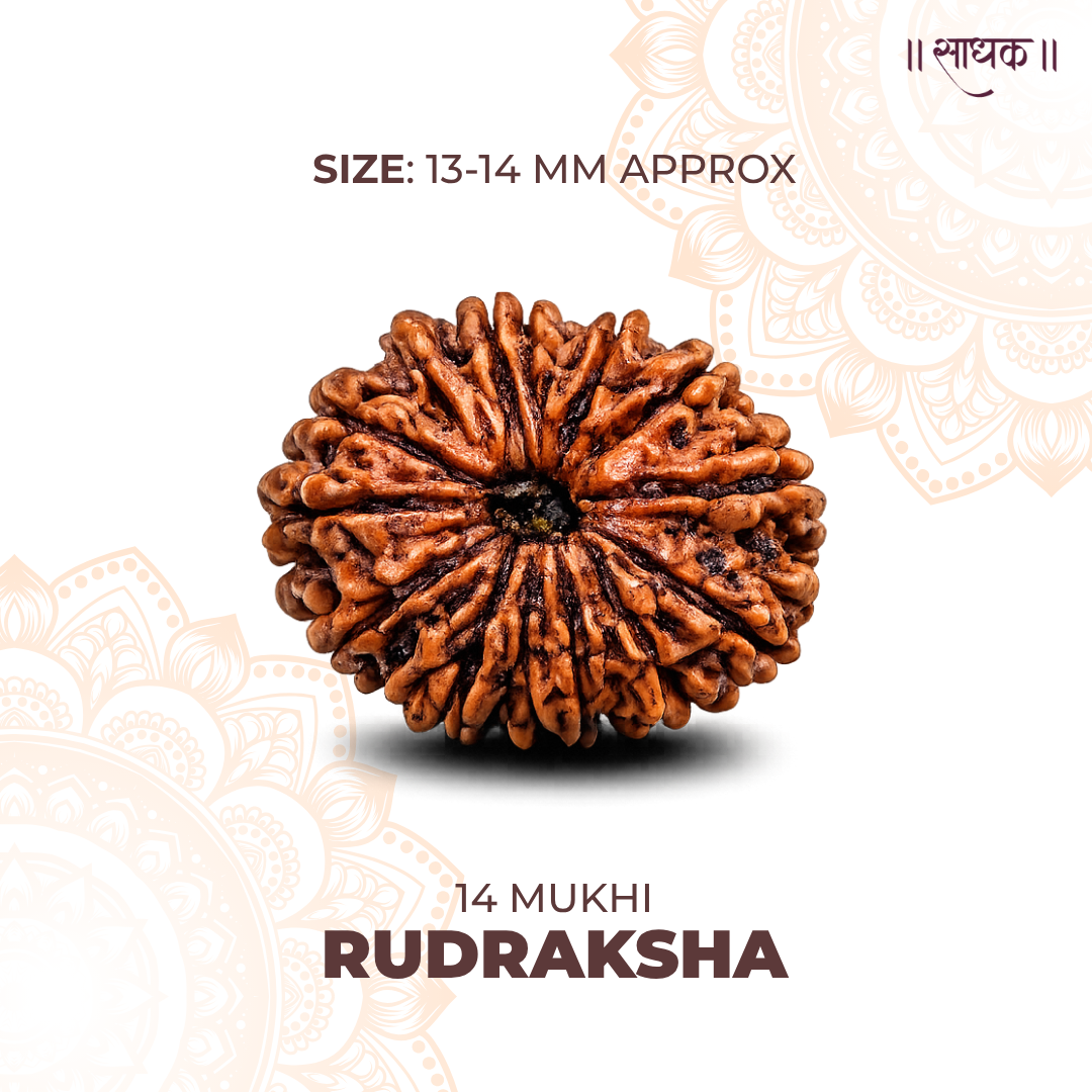 14 Mukhi Lab Tested Certified Rudraksha