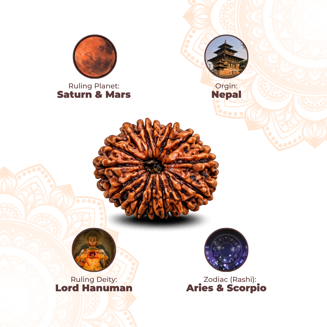 14 Mukhi Lab Tested Certified Rudraksha